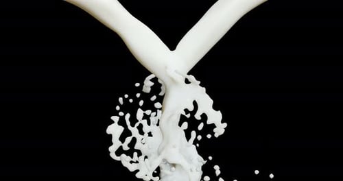 Milk Splash auf schwarzem Hintergrund