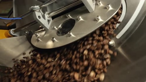 Fragrant Roasted Coffee Beans are Poured Into an Industrial Mixing and Cooling Machine at the