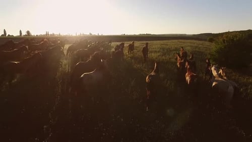 La bandada de caballos está corriendo