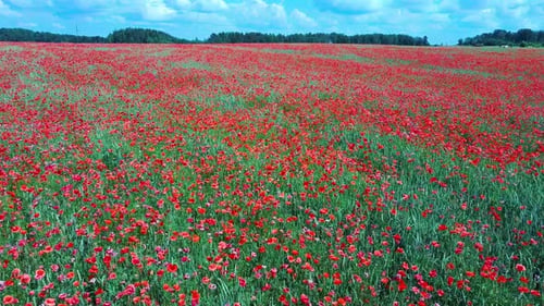 Field of Blossoming Red Poppies. Beautiful Flowers and Summer Nature Composition.