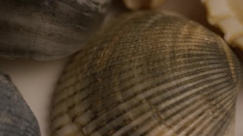 Rotating stock footage shot of sea shells - SEA SHELLS 008