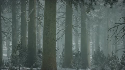 Winter Snowcovered Forest on a Cloudy Day