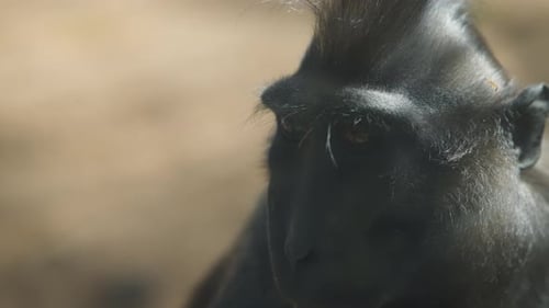 Black macaque looking around