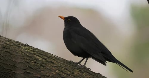 Gemeine Amsel oder Turdus Merula thront auf einem Baum