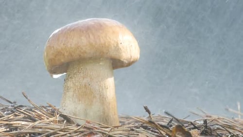 Mushroom Cap Drenched in Rain, Close Up