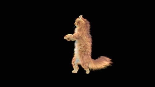 Katze tanzt HD