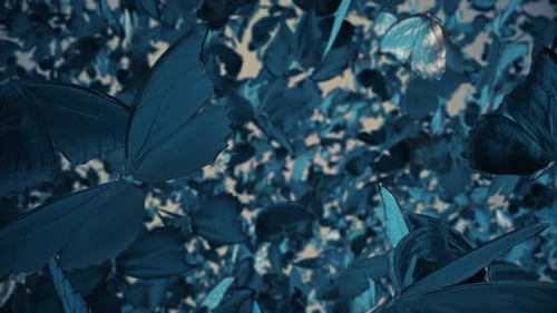 Abstract Blue Butterflies Flying Background Loop
