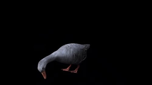 Vista lateral frontal de Goose Eat