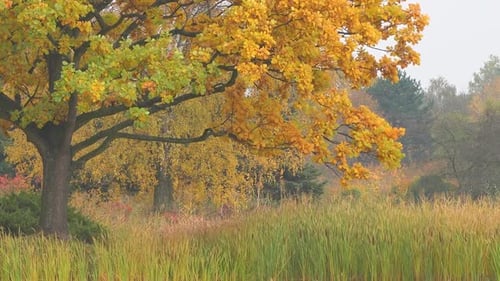 Autumn