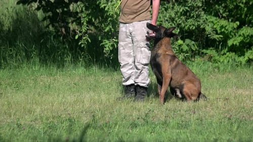 Der Mensch nimmt einem Hund ein Spielzeug ab und befiehlt dem Hund, sich hinzulegen.