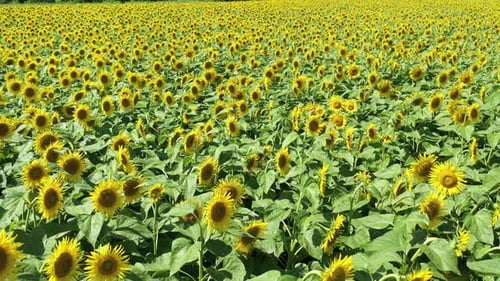 Flying Above The Sunflower Field