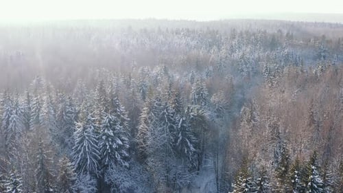 Soir ou matin ensoleillé en hiver, forêt couverte de neige, arbres gelés à la lumière du soleil