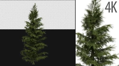 Picea Abies Baum