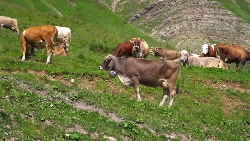 Farm Cows on the Grass in the Mountains