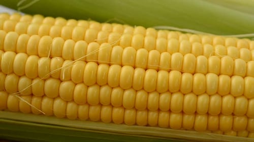 Close Up of Fresh Corn on the Cob