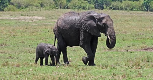 Afrikanischer Elefant, loxodonta africana, Mutter und Kalb, Masai Mara Park in Kenia, Echtzeit 4K