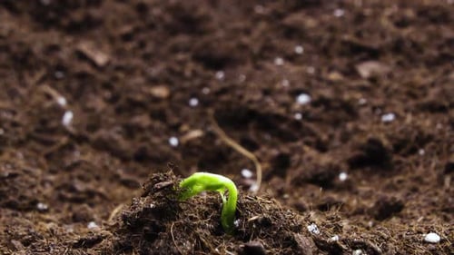 Pea Plant Growing in Time Lapse