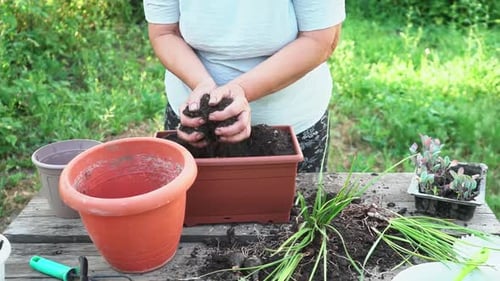 Woman Gardening Outdoors Repotting Plants in Soil