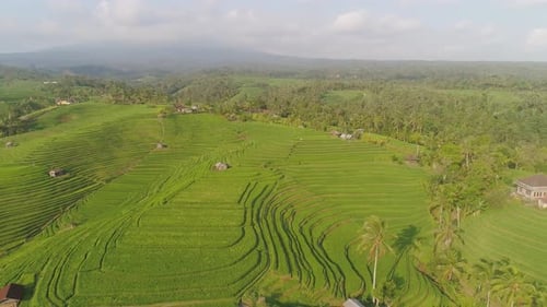 Rice Fields with Agricultural Land in Indonesia