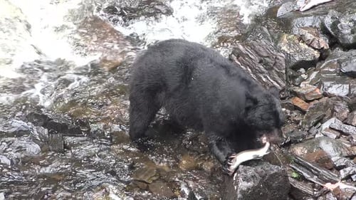 Bears. Grizzly brown bear eating fish near Falls. Alaska. USA.