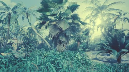 Sun Light in the Rain Forest