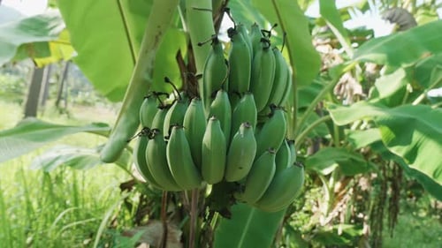 Banana Plantation