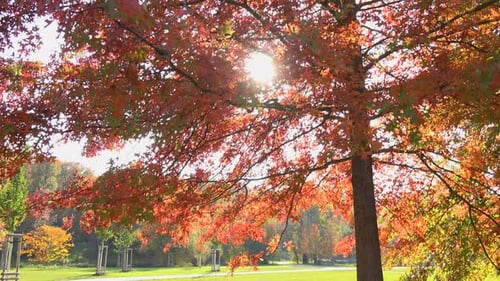 A Bench Under a Tree in a Park on a Sunny Day - Slider
