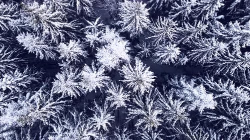 Aerial top view winter forest.