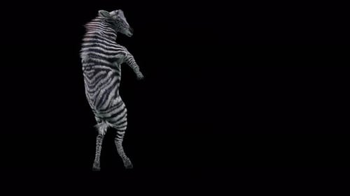 Dancing Zebra Realistic 3D Animation