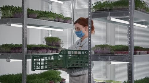 Woman Harvesting Microgreens in Indoor Vertical Farm