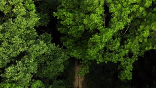 Drone flies over the pine forest.