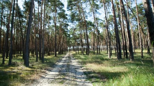 Caminhada na floresta