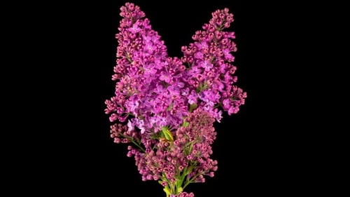 Vibrant Lilac Flower Blossoming in Spring