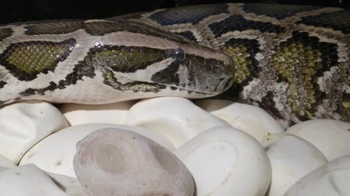 Close Up Python on Eggs