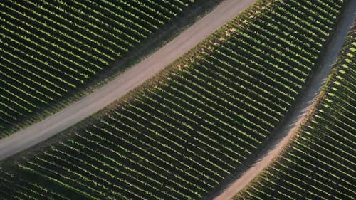 Weinberge und Plantagen