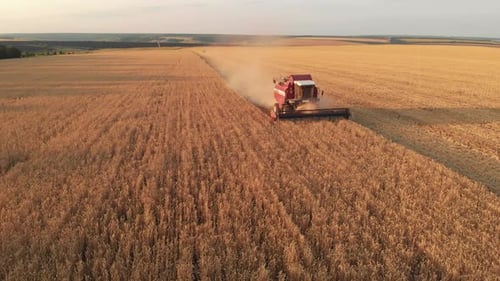 Vue aérienne : moissonneuse-batteuse, machine agricole, récolte d'un champ de blé mûr doré