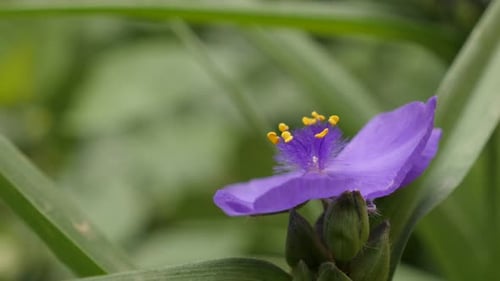 Nahaufnahme lila Spinnenblütendetails 4K 2160p 30fps UltraHD-Aufnahmen - Tradescantia virginiana i
