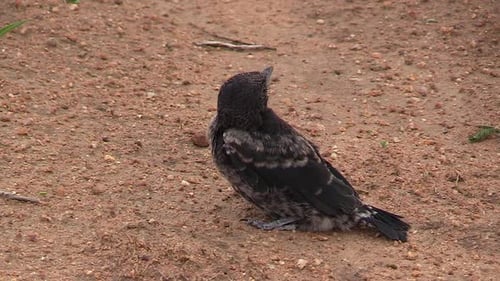 Close up of a juvenile barn swallow. Static, high angle