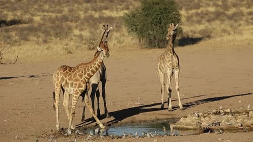 Giraffes At A Waterhole - Kalahari