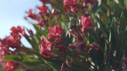 Beautiful Tropical Pink Flowers Frangipani (Plumeria) in South of France
