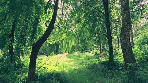 Walk Through The Woods