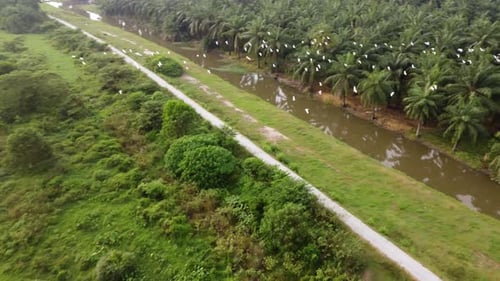 Aerial view white egret birds fly