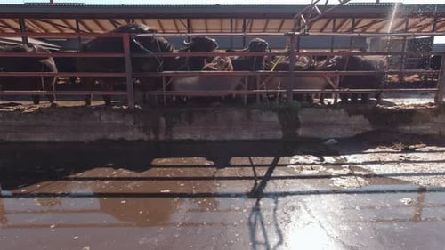 Water Buffalo Standing in a Metal Enclosure