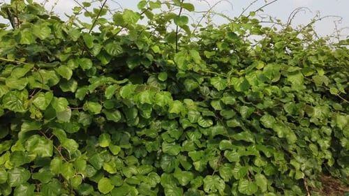 Kiwi Fruit Plant Agriculture in Rural Countryside Farm