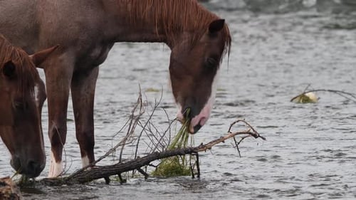 The horse rears its head up while eating in a river in the Sonoran desert.