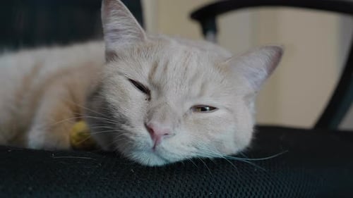 Shot of a napping cute brown cat lying on a chair