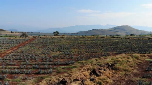 Agave Field Aerial View on Sunny Day
