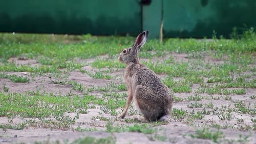 Alert Hare Sitting in Meadow