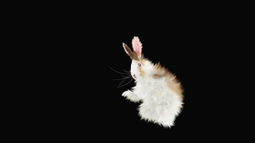 Animated 3D Rabbit Standing on Hind Legs with Alpha Channel
