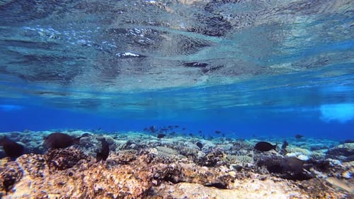 Peixes à deriva com ondas